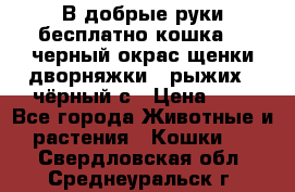 В добрые руки бесплатно,кошка,2.5черный окрас,щенки дворняжки,3 рыжих 1 чёрный,с › Цена ­ - - Все города Животные и растения » Кошки   . Свердловская обл.,Среднеуральск г.